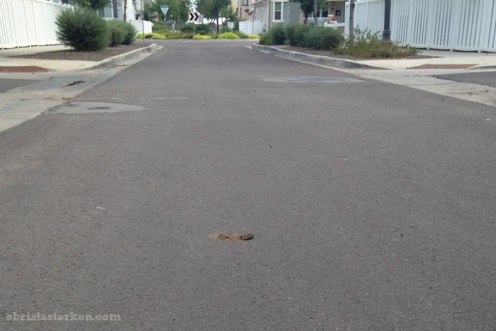 an empty alley with dog poop