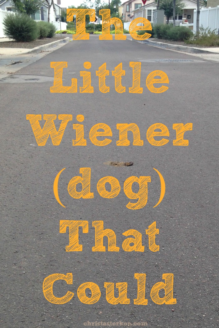 Adventures with friends- The Little Wiener (Dog) That Could