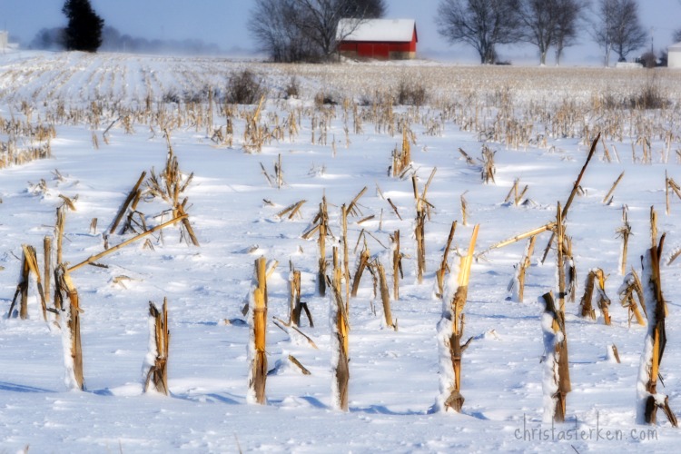 Photography {Arctic Blast Winter Storm} 