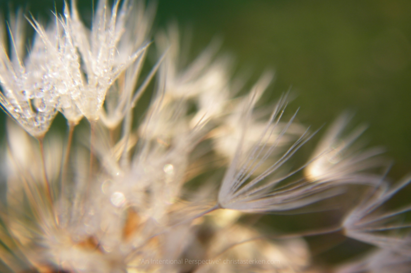 dew on dandelion