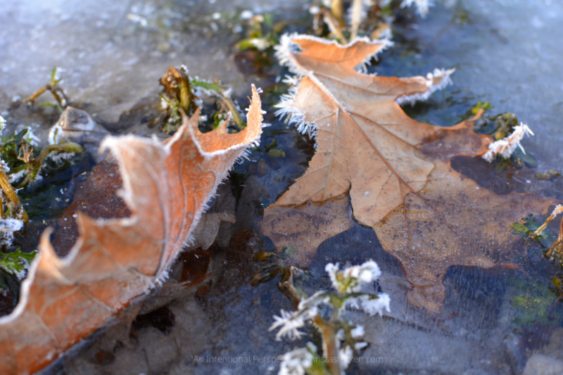 frost covered fall leaves