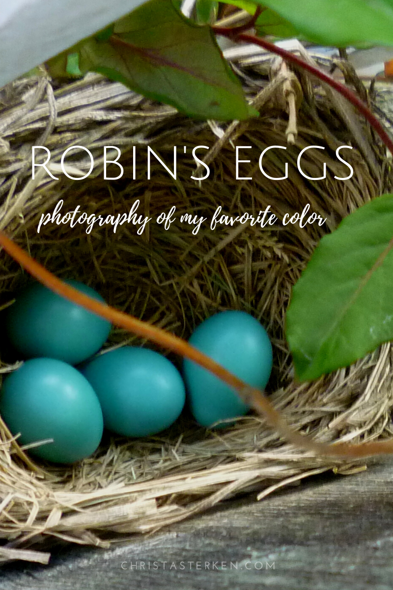 Robin Eggs- Nature photography