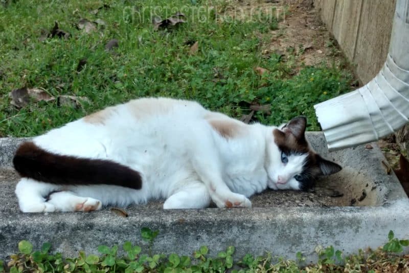 kitty laying under rain spout