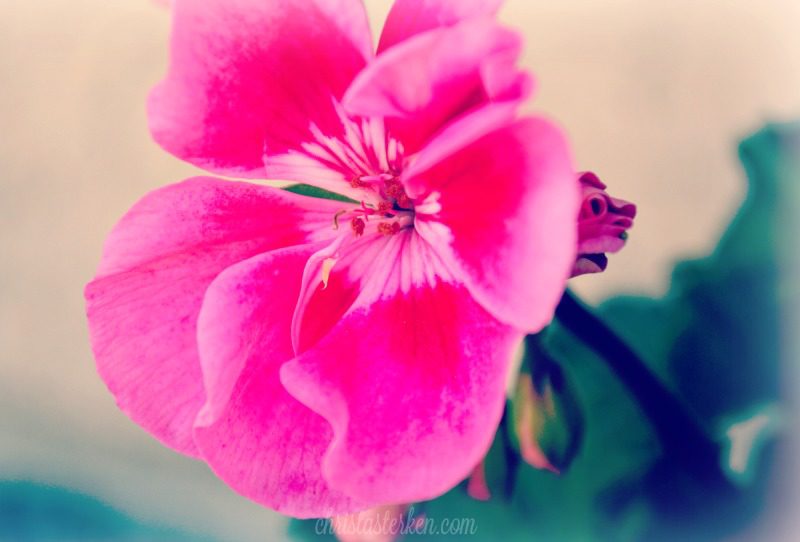 pink geranium blossum