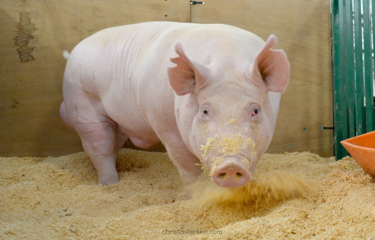 prize pig at state fair