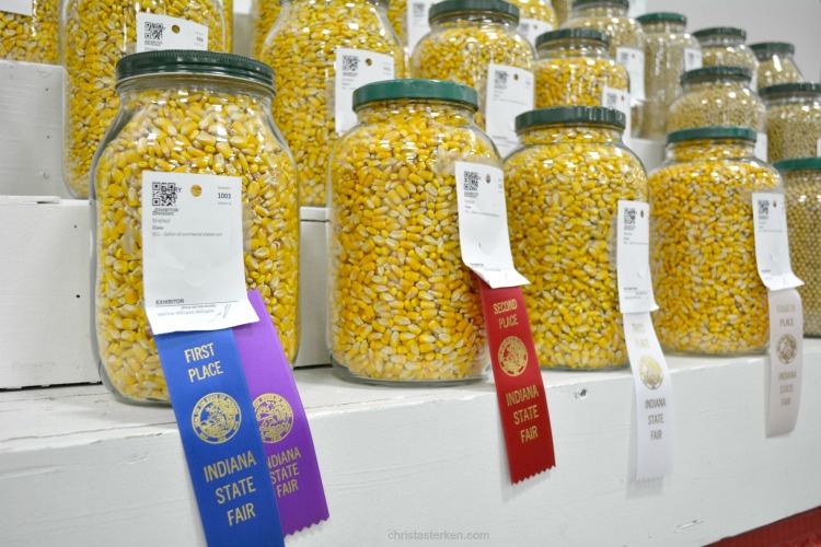 blue ribbon corn at state fair