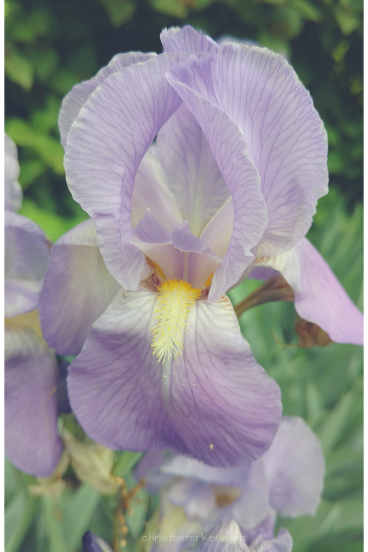 close up of purple iris flower