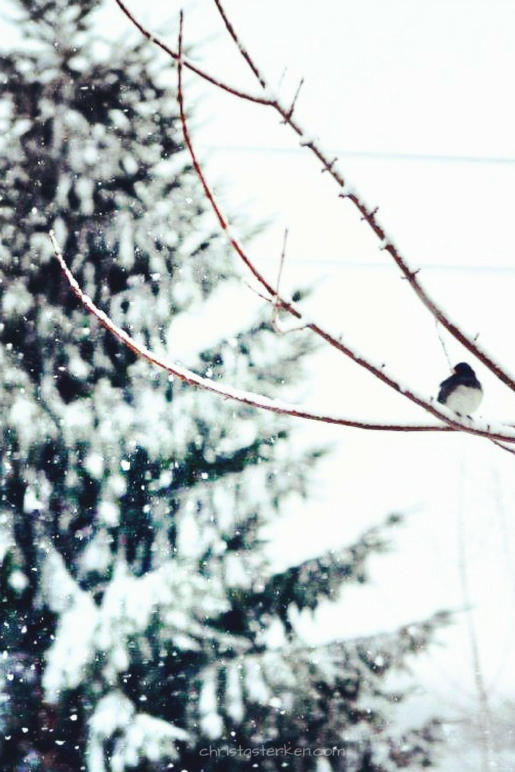 winter bird sitting on branch in the snow