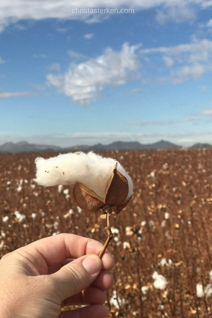 hand holding cotton boll in field