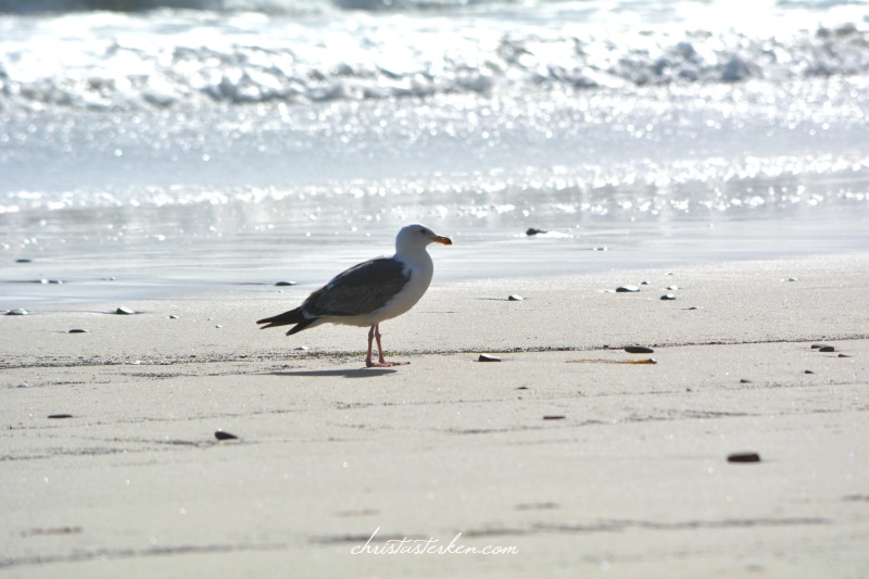seagull walking on waters edge