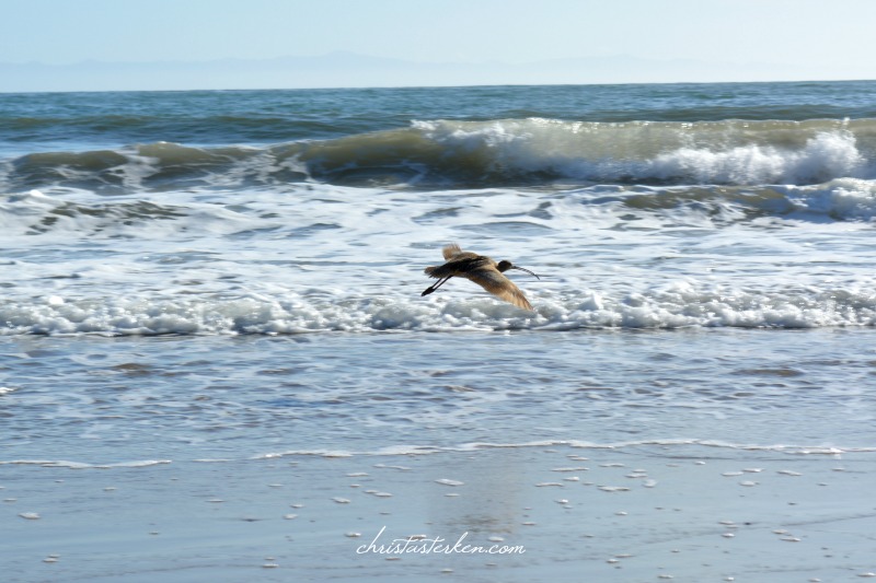 heron flying over crashing waves