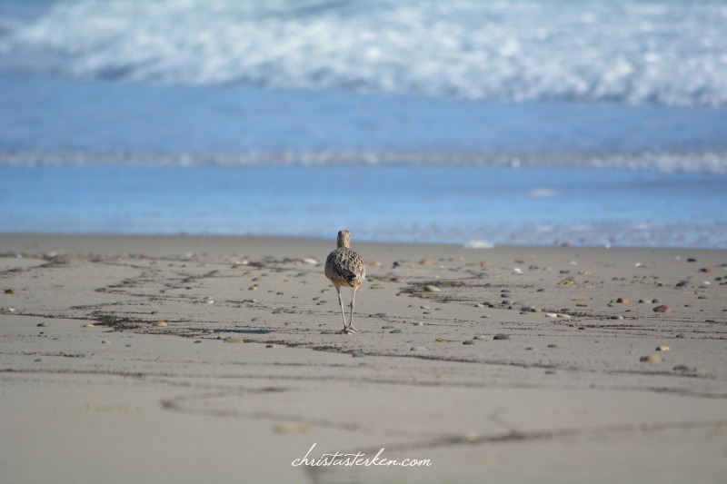 sandpiper by sea