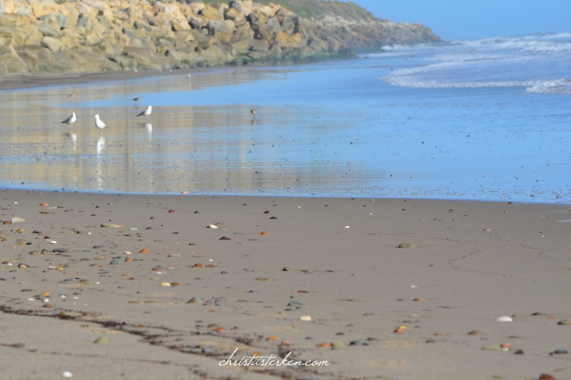 sea birds at waters edge