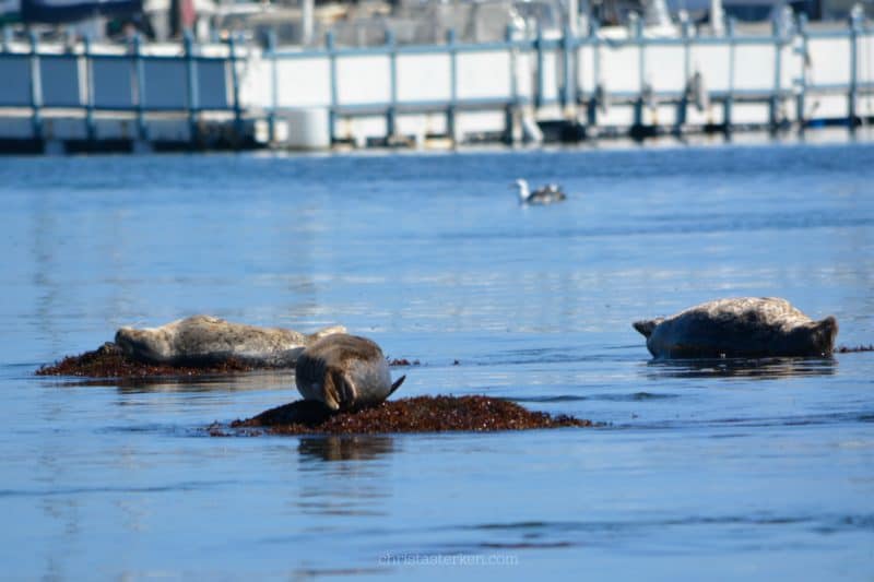 seals sunning themselves