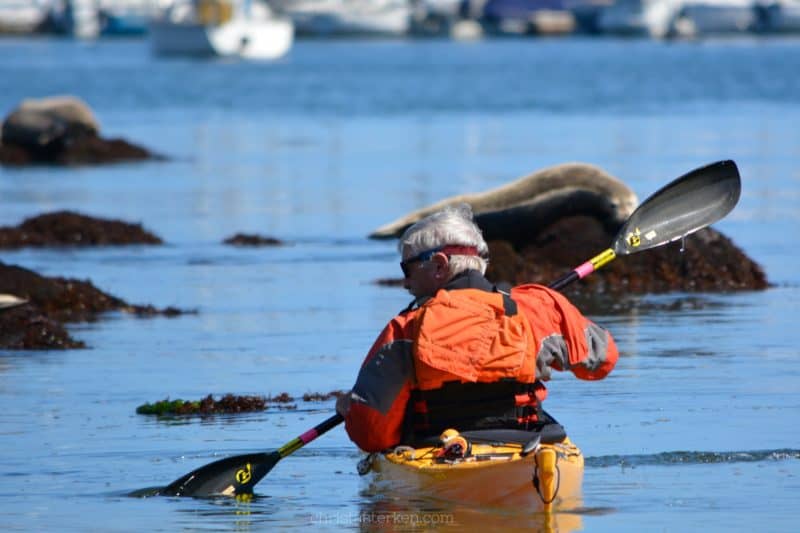 man kayaking among seals