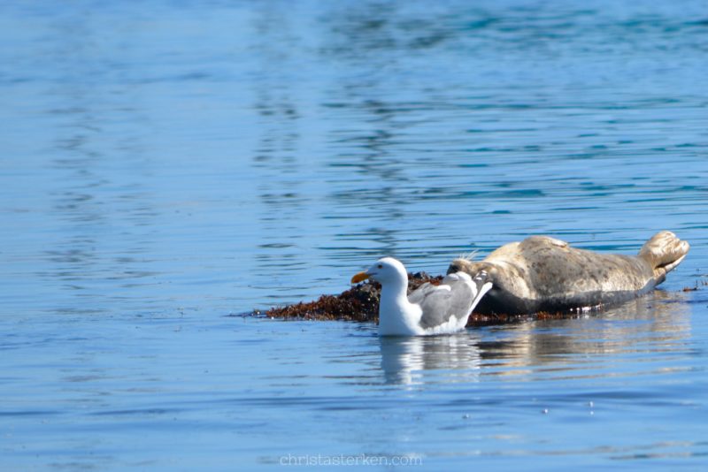 baby seal and seagull