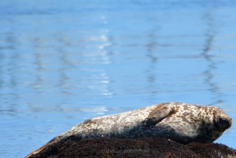 spotted seal sunning itself