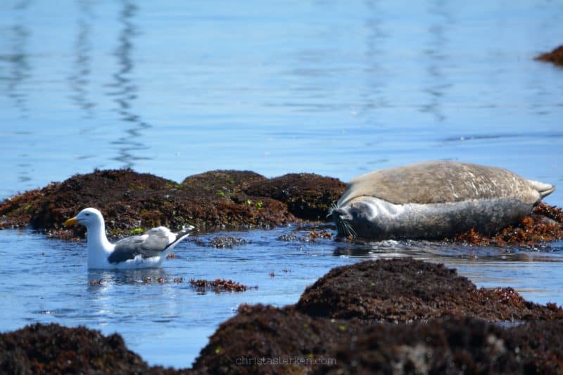 baby seal and seagull