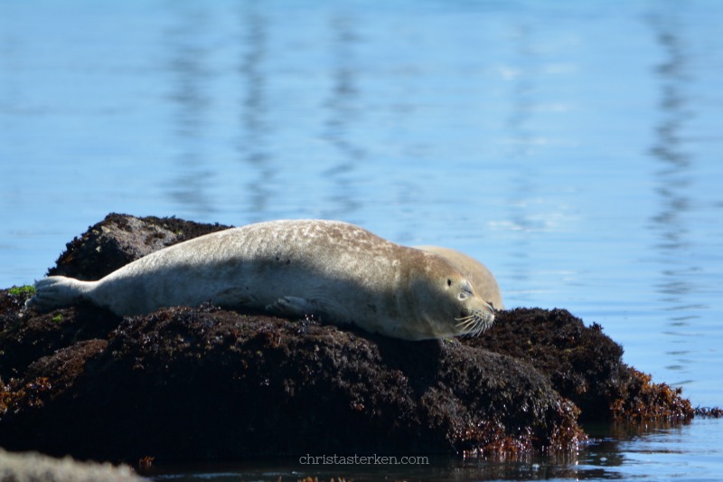 baby seal sunning on a rock