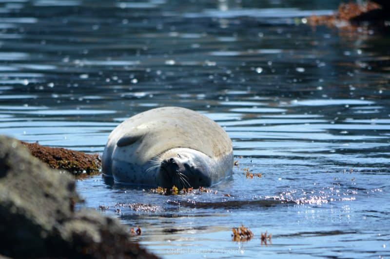 seal sunning itself