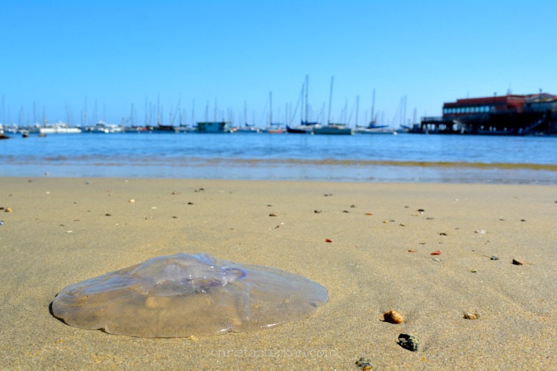 washed up jellyfish