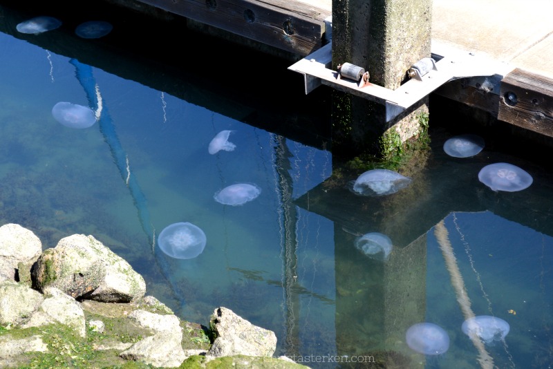 tons of jellyfish by a dock