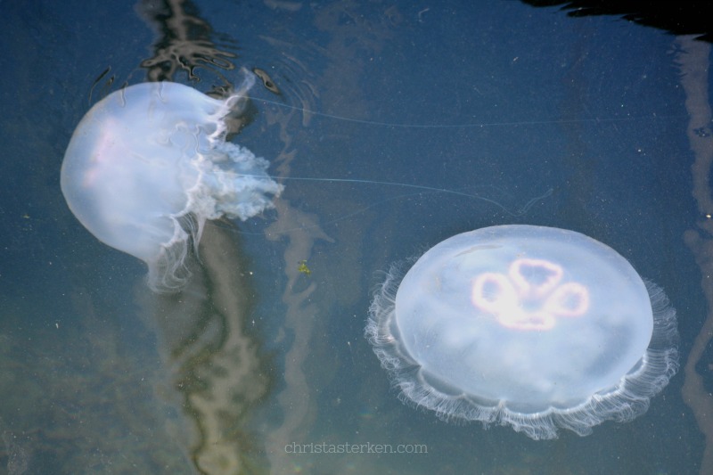 jellyfish in the bay