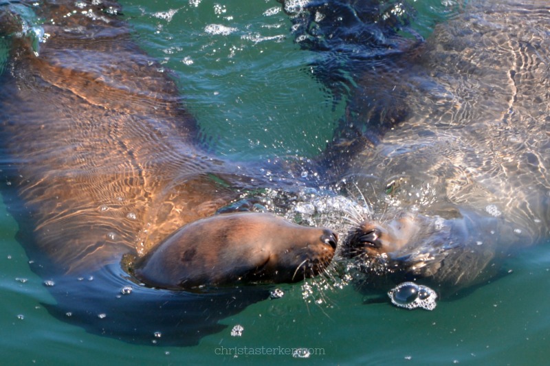 2 seals playing