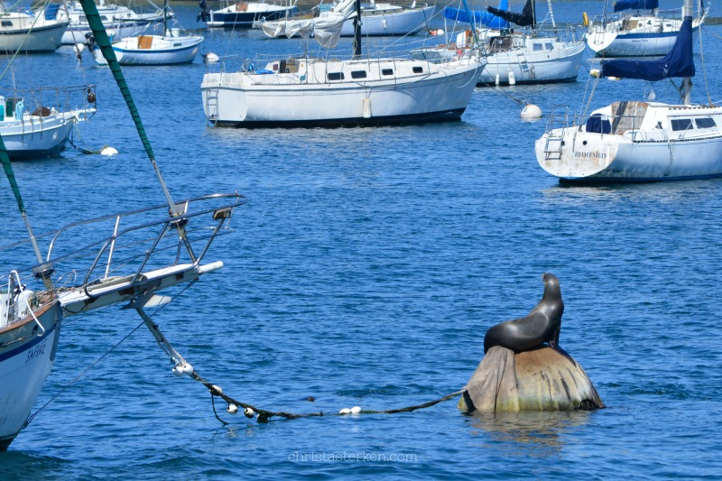 seal sunning among the boats