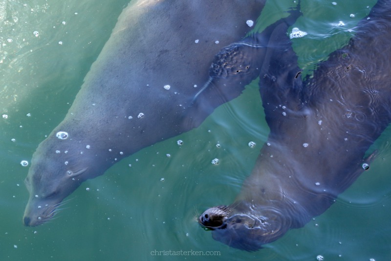 two seals playing
