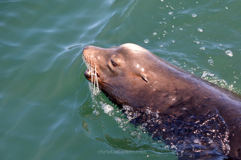 swimming seals