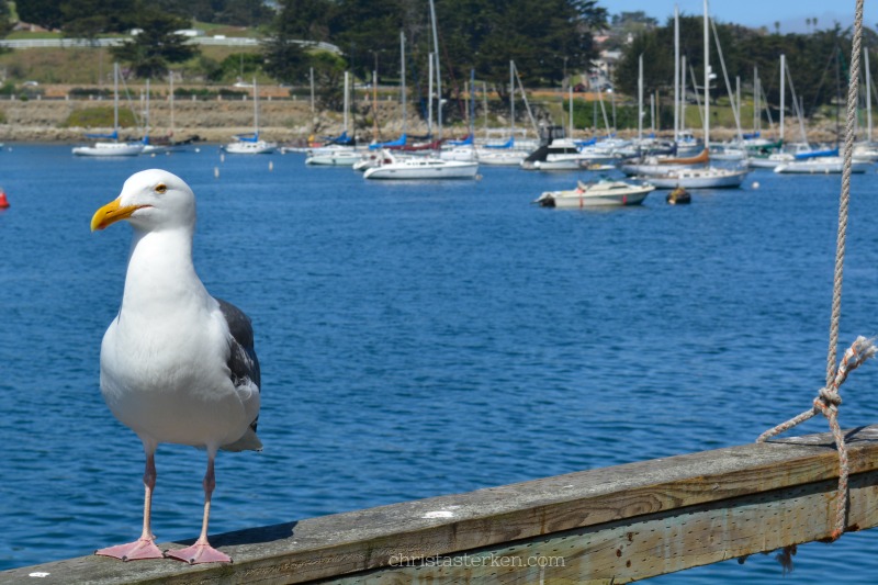 close up of seagull on pier in monterey