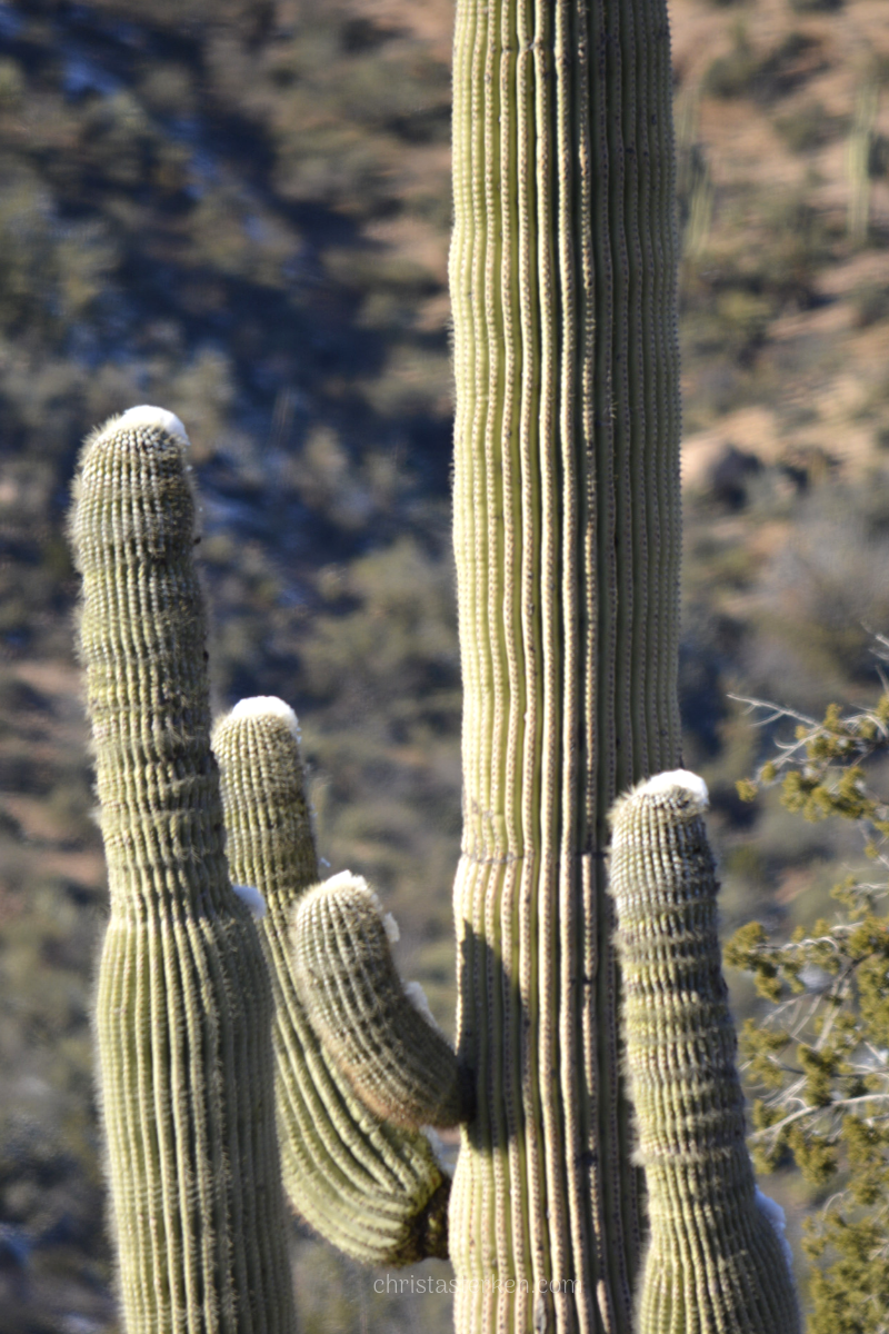 snow on saguaro cactus