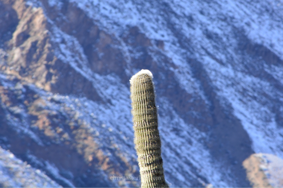 snow on saguaro cactus
