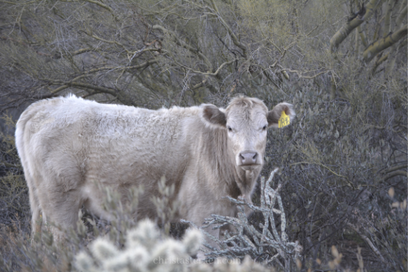 curious white cow