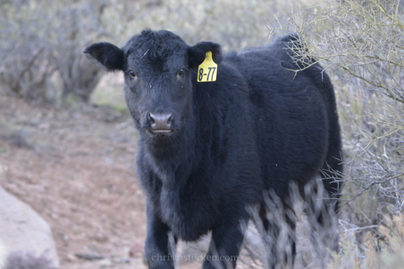 black cow on side of road