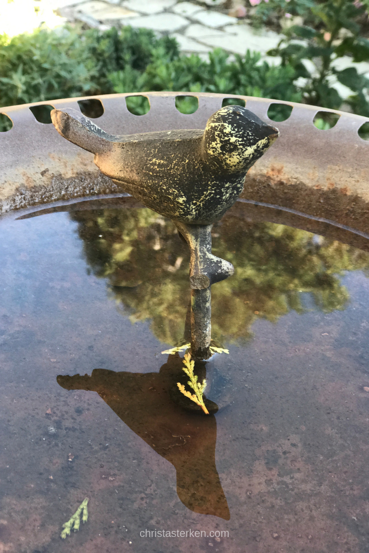 reflection of a bird in birdbath