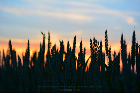 sunset behind shadows of wheat stalks