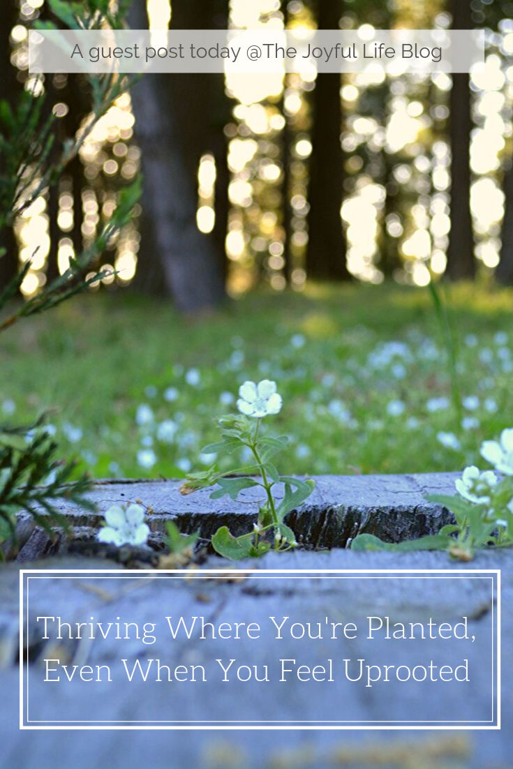 Thriving Where You’re Planted When You Feel Uprooted