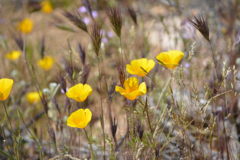 yellow spring flowers