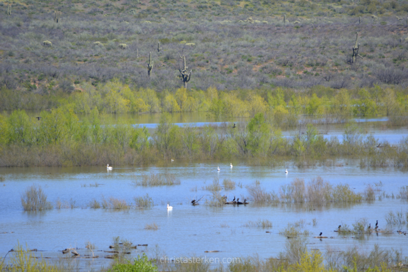 migrating white pelicans in desert lake