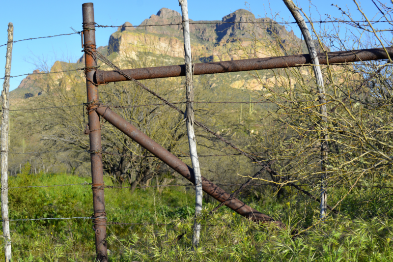 cattle fence landscape