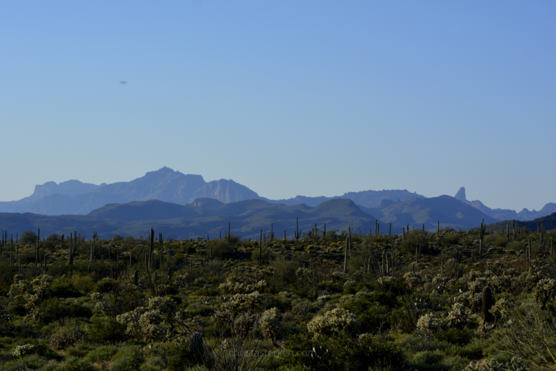 desert landscape of mountains and cactus in spring