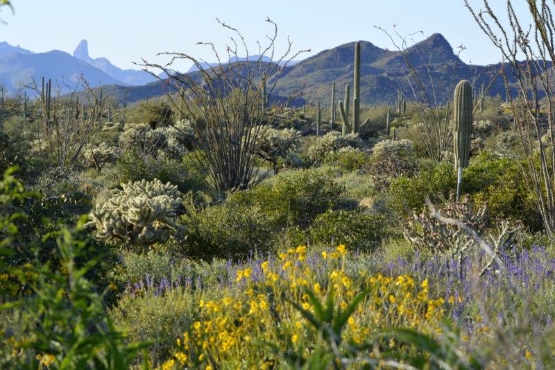 desert landscape of spring cactus