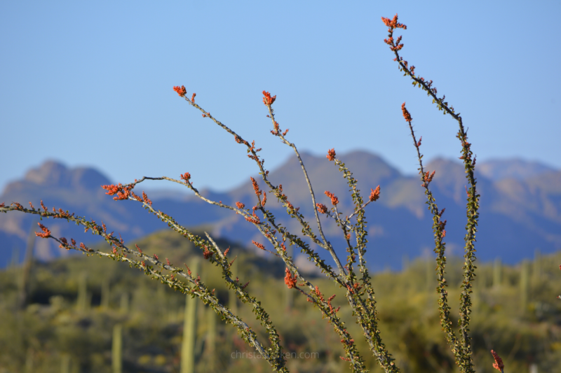 spring flowers on cactus landscape