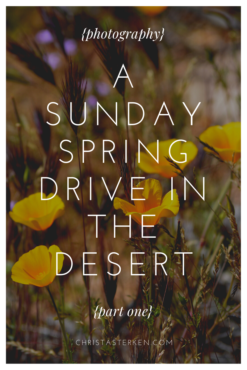 The Desert in Spring- Photography