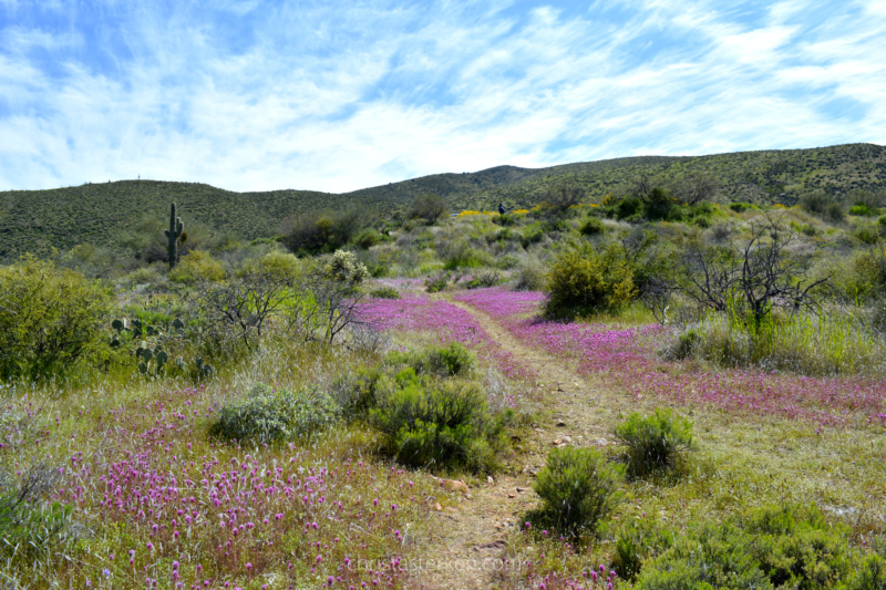 sonoran desert with purple flowers