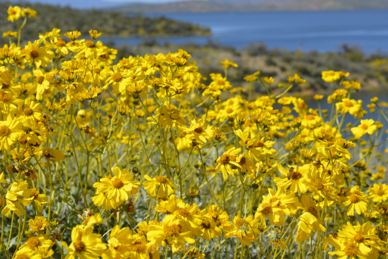 yellow flowers in spring