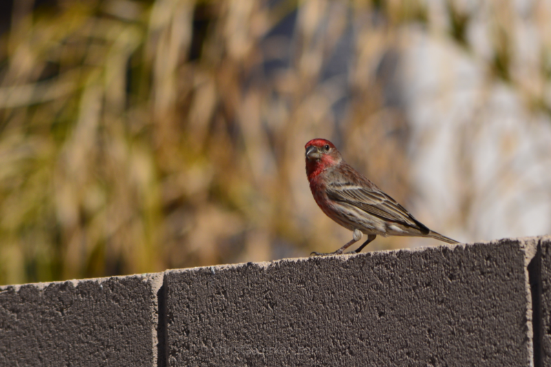 finch on wall