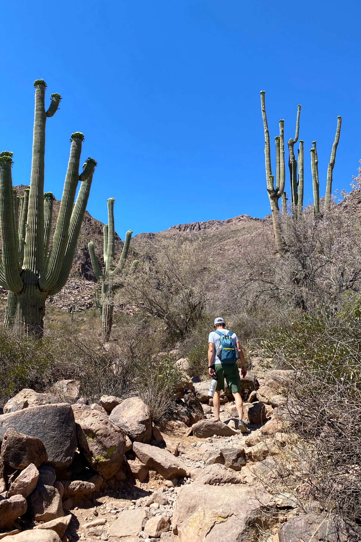 man hiking on desert trail saguaro cactus